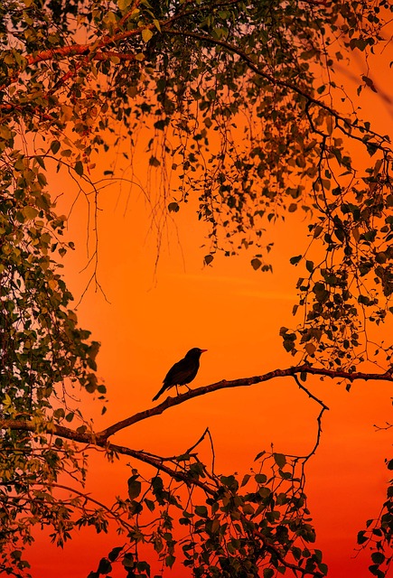 A bird in the trees at sunset - Pixabay credits below the poem.
