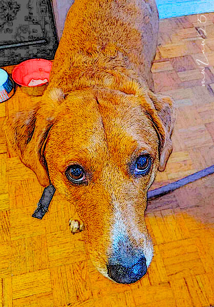 Who could resist those eyes?