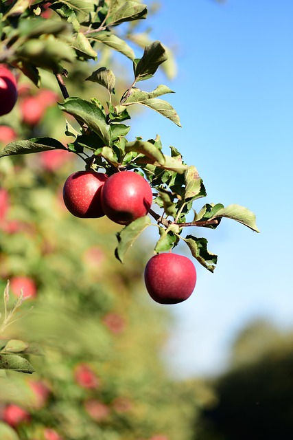 Apples hanging ready for harvest.