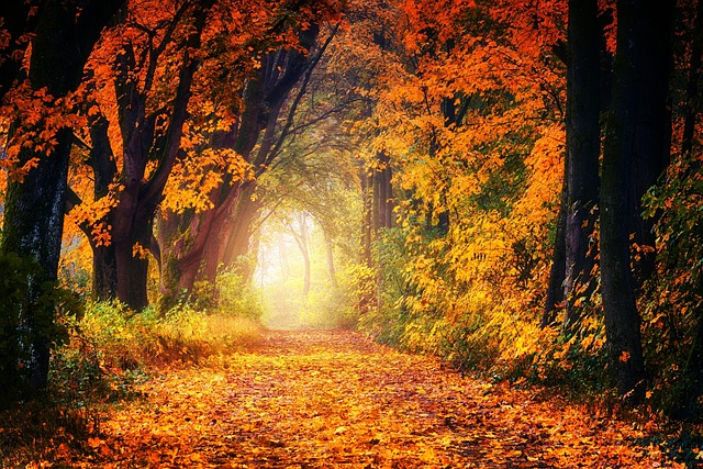 Image thanks to jplenio at pixabay.com
