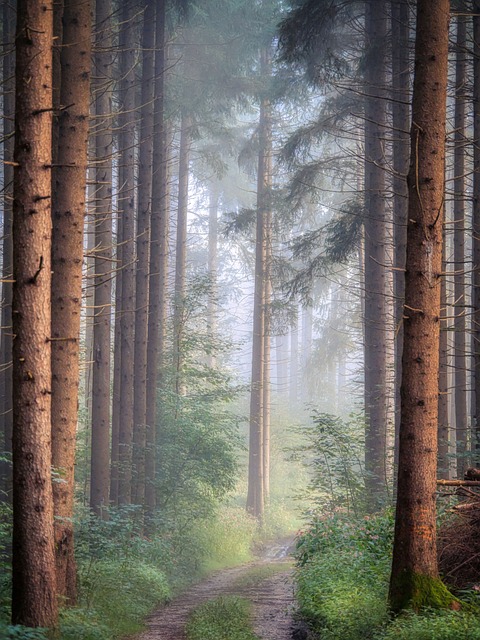 Dendrolatry refers to the worship or veneration of tree.