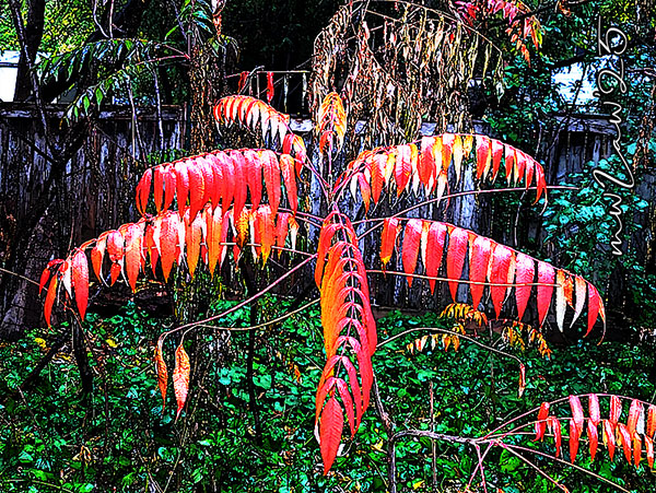 Sumac flames in my backyard - a poem about the end of Summer.
